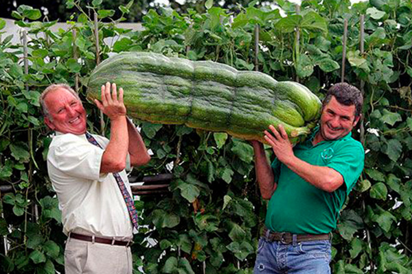 Légumes gigantesques